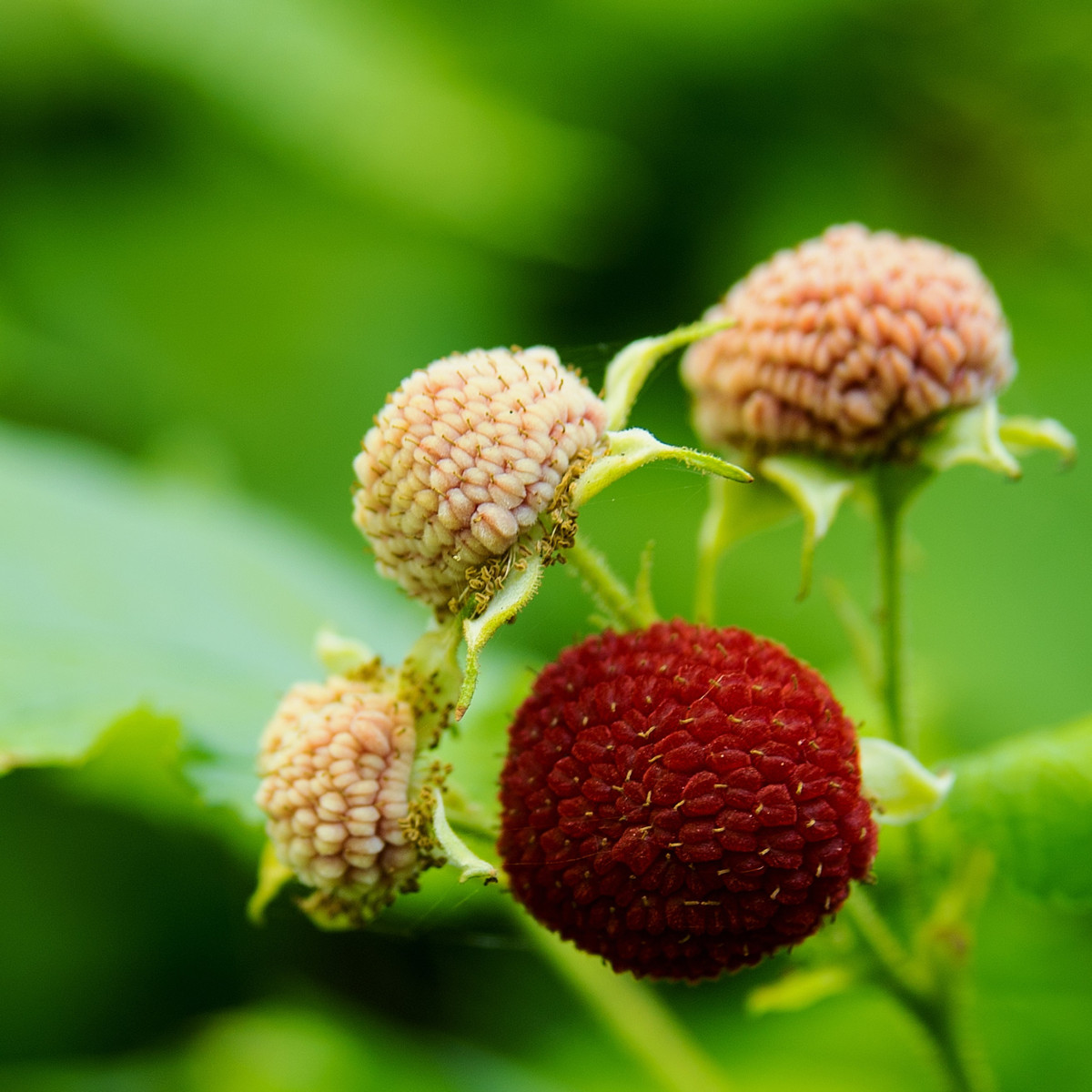 Ostružiník nutkajský - Rubus Parviflorus - semena 5 ks