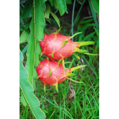 Pithaya červená pěstování - Hylocereus costaricensis - semena - 4 ks