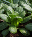 Pak Choi Hanakan F1 - Brassica rapa var rosularis - semena pak choi - 70 ks