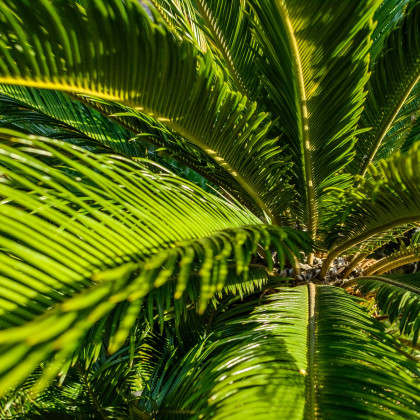 Keják celolistý - Cykas - Zamia floridana - semena cykasu - 2 ks