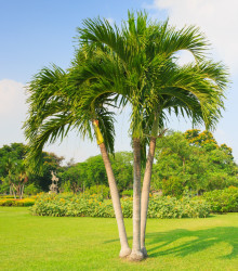 Palma zkroucená - Dypsis prestoniana - semena palmy - 3 ks