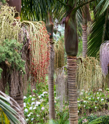 Palma královská - Archontophoenix cunninghamiana - semena palmy - 3 ks