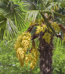 Palma konopná - Trachycarpus fortunei - semena palmy - 2 ks