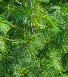 Borovice Roxburghova - Pinus roxburhii - semena borovice - 5 ks
