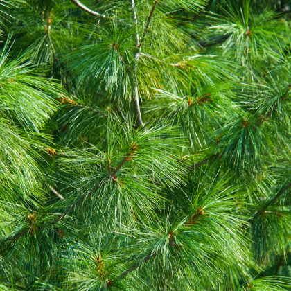 Borovice Roxburghova - Pinus roxburhii - semena borovice - 5 ks