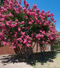 Krepová myrta - Lagerstroemia indica - semena myrty - 6 ks