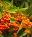 Hlohyně čínská - Pyracantha fortuneana - semena - 5 ks