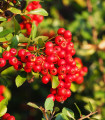 Hlohyně šarlatová - Pyracantha coccinea - semena hlohyně - 5 ks