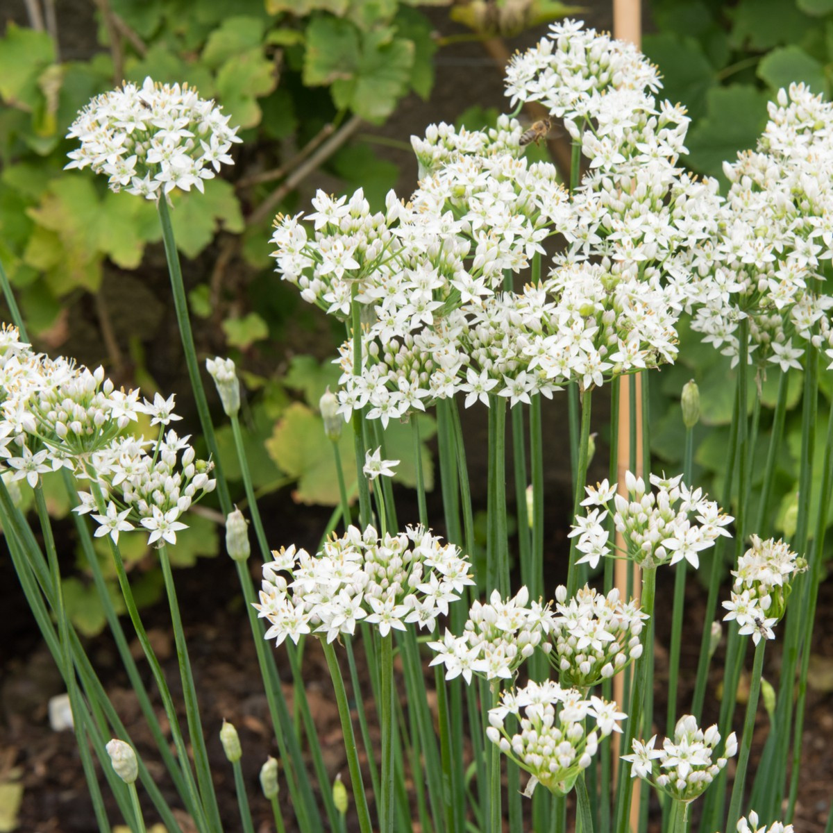 Pažitka česneková - Allium tuberosum - semena pažitky - 200 ks