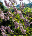 Paulovnie plstnatá - Paulownia tomentosa - semena paulovnie - 15 ks