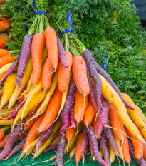 Mrkev letní Rainbow F1 - Daucus carota - semena mrkve - 50 ks