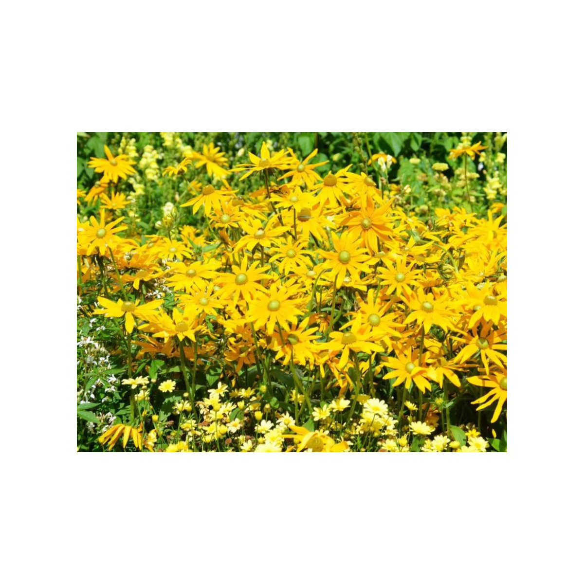 Zahradní sen ve žluté - semena letniček - směs letniček - 0,9 g