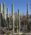 Saguaro - Kaktus svícnovitý - Carnegiea gigantea - semena kaktusu - 5 ks