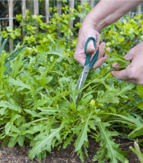 Roketa setá Dentelata - Eruca vesicaria - semena rokety-200ks