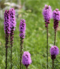 Šuškarda fialová - Liatris spicata - hlízy šuškardy  - 5 ks