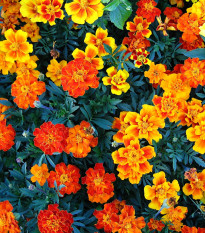 Aksamitník nízký směs - Tagetes patula nana mix - semena aksamitníku - 0,3 g