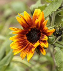 Slunečnice roční Helios - Helianthus annuus - semena slunečnice - 7 ks