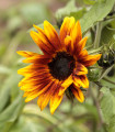 Slunečnice roční Helios - Helianthus annuus - semena slunečnice - 7 ks