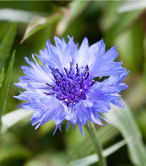 Chrpa modrá - Centaurea cyanus - semena chrpy - 30 ks