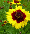 Krásnoočko vysoké dvoubarevné - Coreopsis tinctoria - semena krásnoočka - 50 ks