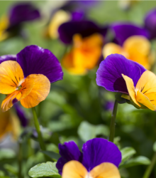 Violka rohatá směs - Viola cornuta - semena violky - 300 ks