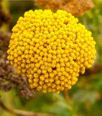 Řebříček tužebníkový Cloth of Gold - Achillea filipendula - semena řebříčku - 800 ks