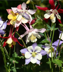 Orlíček velkokvětý směs - Aquilegia caerulea - semena orlíčku - 250 ks