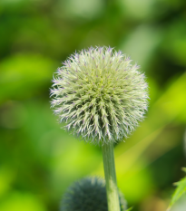 Bělotrn kulatohlavý - Echinops sphaerocephalus - semena bělotrnu - 6 ks