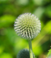 Bělotrn kulatohlavý - Echinops sphaerocephalus - semena bělotrnu - 6 ks