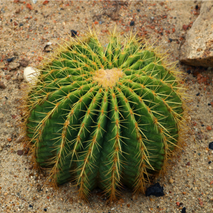 Echinokaktus Grusonův - Zlatá koule - Echinocactus grusonii - semena - 8 ks 