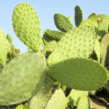 Opuncie - Indiánské fíky - Opuntia compressa - semena opuncie - 7 ks