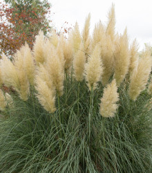 Pampová tráva stříbrná - Pampas - Cortaderia selleona - semena pampové trávy - 10 ks