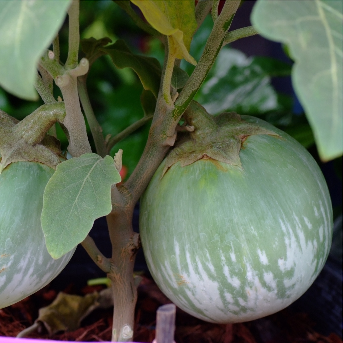 Lilek Zelené jablko - Solanum melongena - semena lilku - 6 ks