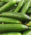 Okurka Hadovka Paska F1 - okurka setá salátová - Cucumis sativus - semena  - 4 ks