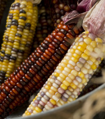 Kukuřice okrasná Amero - Zea mays - semena kukuřice - 15 ks