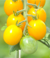 Rajče žluté Golden Currant - Solanum lycopersicum - semena rajčete - 5 ks