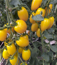 Rajče Tom Yellow - Lycopersicon esculentum - semena rajčete - 8 ks