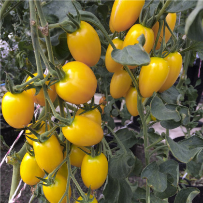 Rajče Tom Yellow - Lycopersicon esculentum - semena rajčete - 8 ks