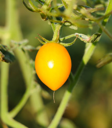 Rajče Lemon Plum - Solanum lycopersicum - semena rajčete - 6 ks