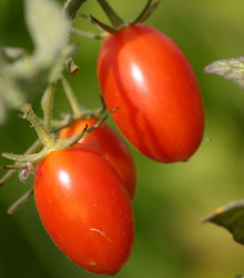 Rajče Roma - Solanum lycopersicum - semena rajčete - 65 ks