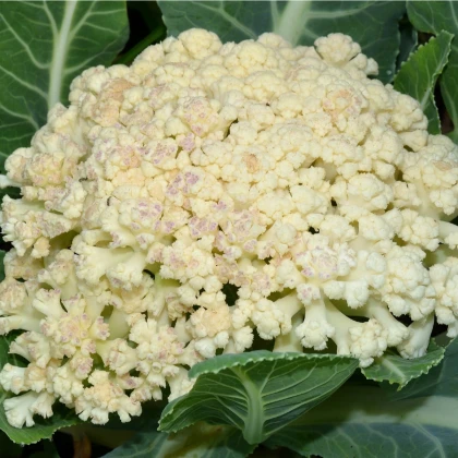 Květák pozdní Romanesco - Brassica oleracea botrytis - semena - 20 ks