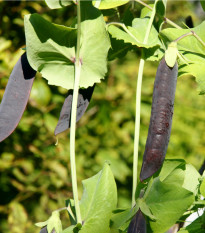 Hrách fialový Blauwschokker - Pisum sativum - semena hrachu - 25 ks