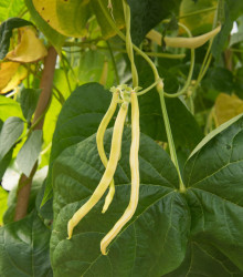 Fazole tyčková Neckargold - Phaseolus vulgaris - semena fazole - 15 ks