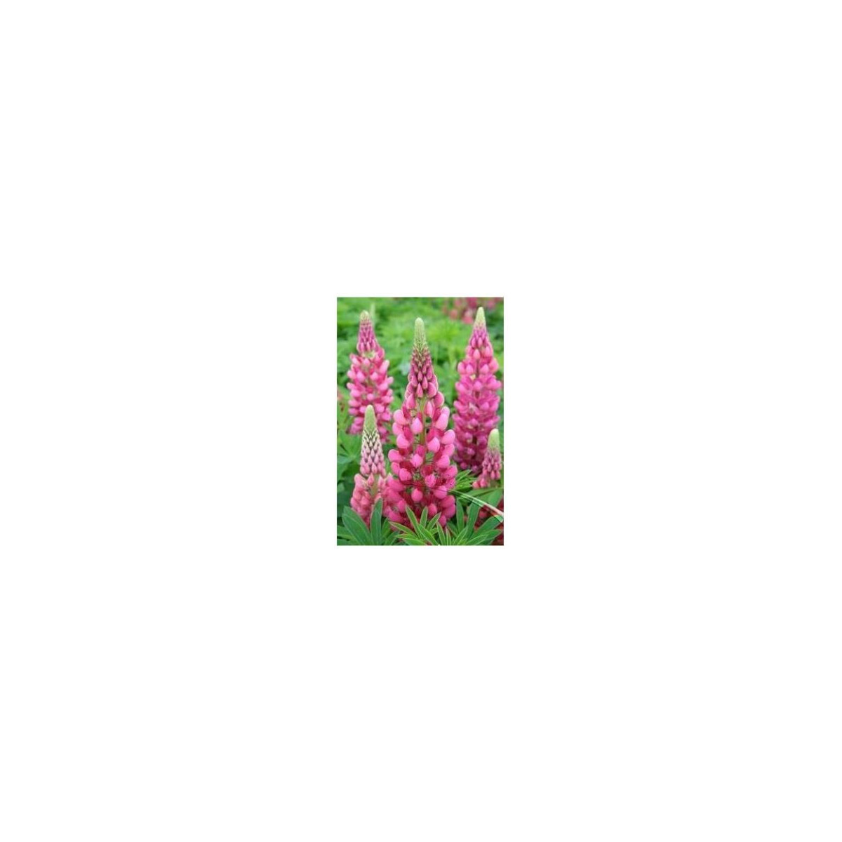Lupina mnoholistá růžová - Lupinus polyphyllus - semena - 30 ks