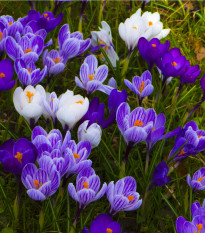 Krokusy směs - Crocus - hlízy krokusu - 24 ks