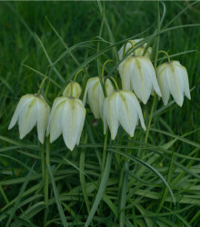 Řebčík bílý - Fritillaria meleagris - cibule řebčíku - 3 ks
