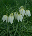 Řebčík bílý - Fritillaria meleagris - cibule řebčíku - 3 ks