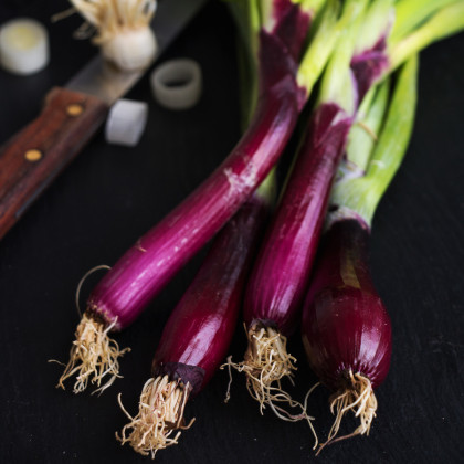 Cibule jarní červená Redmate - Allium cepa - semena - 100 ks