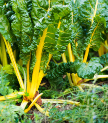 Mangold žlutý - Beta vulgaris - semena mangoldu - 15 ks
