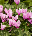 Brambořík břečťanolistý - Cyclamen hederifolium - hlízy bramboříku - 1 ks